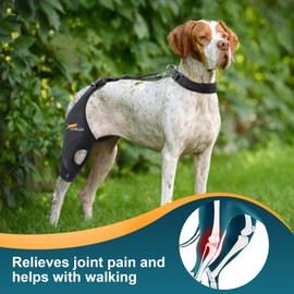 Dollephi Dog Knee Brace for Torn ACL Hind Leg, Support for Patella Dislocation or Osteoarthritis, Cruciate Ligament Injuries, Cut-Out Non-Slip Wrap Promotes Patellar Stability((Right Leg,XL)