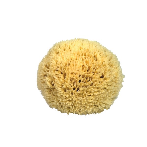 Croll & Denecke P270 Natural Sponge from the Mediterranean Sea,