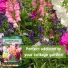 Sow Right Seeds Sow Right Seeds - Large Mixed Snapdragon