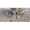 Teddy Bear Cholla pups cuttings Cylindropuntia bigelovii