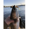 LMAB Bleak Shad 6 cm, 9 cm, 12 cm, 15