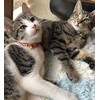 Cat Miscellaneous Goods, Good Fortune, Made in Japan, Cat Kitten,