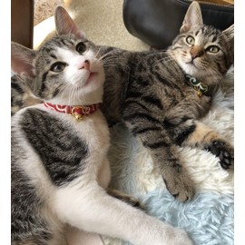 Cat Miscellaneous Goods, Good Fortune, Made in Japan, Cat Kitten, Ferret, Collar, Arabesque, Safety Buckle, Handmade (M, Green): KG