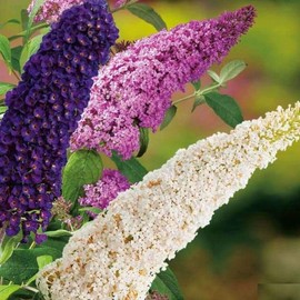 SeedsUP - 1000+ Seeds Butterfly Bush Giant (Buddleja davidii) - Flower Mix