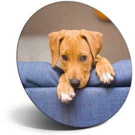 Destination Vinyl ltd Magnet for Refrigerator, Fridge - Cheeky Jack Russell Cute Puppy Pet for Office, Cabinet and Whiteboard, Magnetic Stickers, 16264