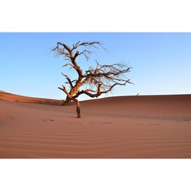 ZatiasMiller Reptile Habitat Background Sunset Desert Dune Tree Terrarium Background Lonely Dead Tree Desert Landscape Aquarium Background Fish Tank Decor Vinyl 36x18in