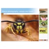 Macro photography: wasps and bees (Monthly Wall Calendar 2025 11.7"