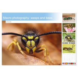 Macro photography: wasps and bees (Monthly Wall Calendar 2025 11.7" x 16.5" (open)), CALVENDO 14 Month Calendar