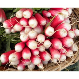 KIRA SEEDS - Seeds French Radish Fire N Ice - 18 Days - Heirloom Vegetable - GMO Free