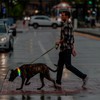 TRIPOLACO Light Up Dog Collar - Multicolor LED Dog Collar