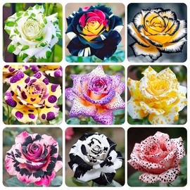 165+ Exotic Perennial Rose Seeds for Planting - Non-GMO Rare and Beautiful Rose Seeds for Garden Patio for Outdoor Planting