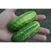 FUN AND GROW SEEDS: Seeds Pickling Cucumber Zasol Non GMO