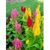 SeedsUP - 250+ Seeds Plumed Cockscomb Mix - Celosia -
