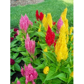 SeedsUP - 250+ Seeds Plumed Cockscomb Mix - Celosia - Flower Multicolor