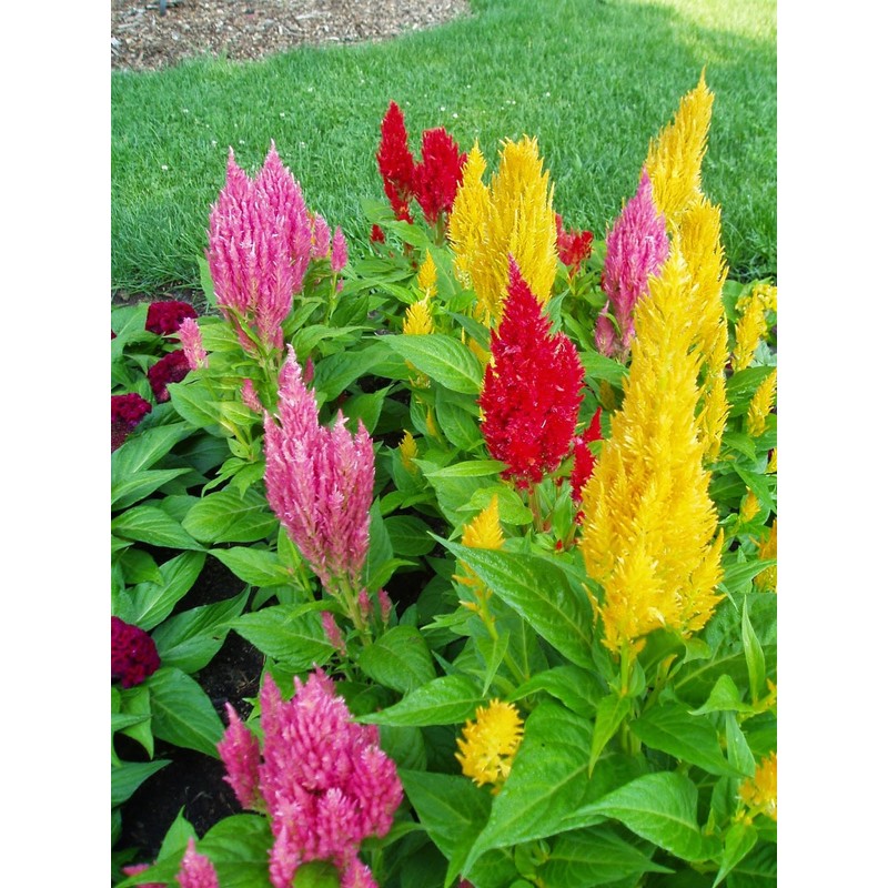 SeedsUP - 250+ Seeds Plumed Cockscomb Mix - Celosia -