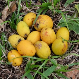 Palm Beach Medicinal Herbs - Yellow Mombin (Spondias mombin) - Packet of 2 Seeds