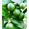 Dwarf Lime Tree Seeds for Planting - 30 Pcs Seeds