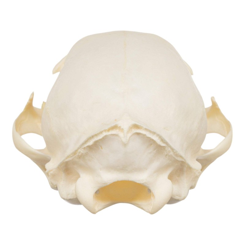 Real Bobcat Skull A Quality