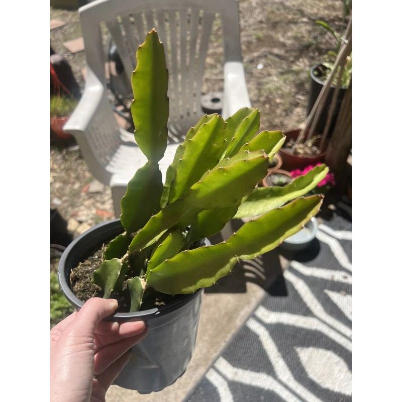 Cactus 50 White 50 Red Dragon Fruit Seeds Pitaya Pitahaya