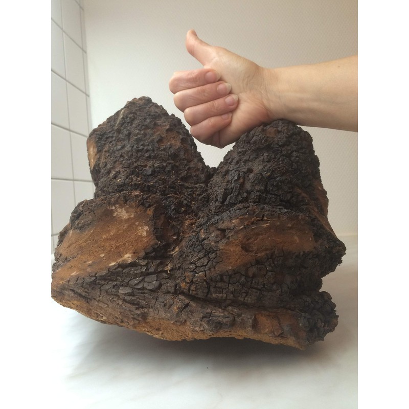 Chaga Mushroom Coarsely Ground Wild Collected Gently Dried Vegan Brochure