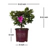 Encore Azalea Autumn Royalty (1 Gallon) Azalea of The Year
