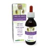 Wild Karde (Dipsacus fullonum or D. sylvestris) Roots Alcohol-free Mother