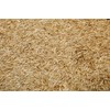 Kentucky 31 K31 Tall Fescue Grass Seed by Eretz -