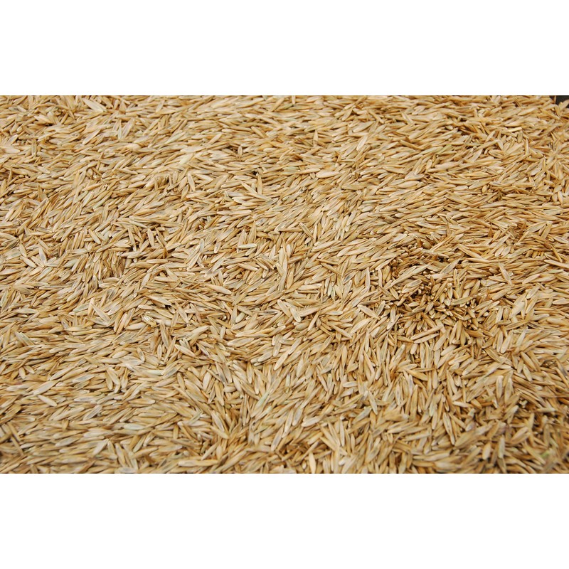 Kentucky 31 K31 Tall Fescue Grass Seed by Eretz -
