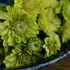 Envy Zinnia - 50 Seeds - Heirloom Green Zinnia Variety,