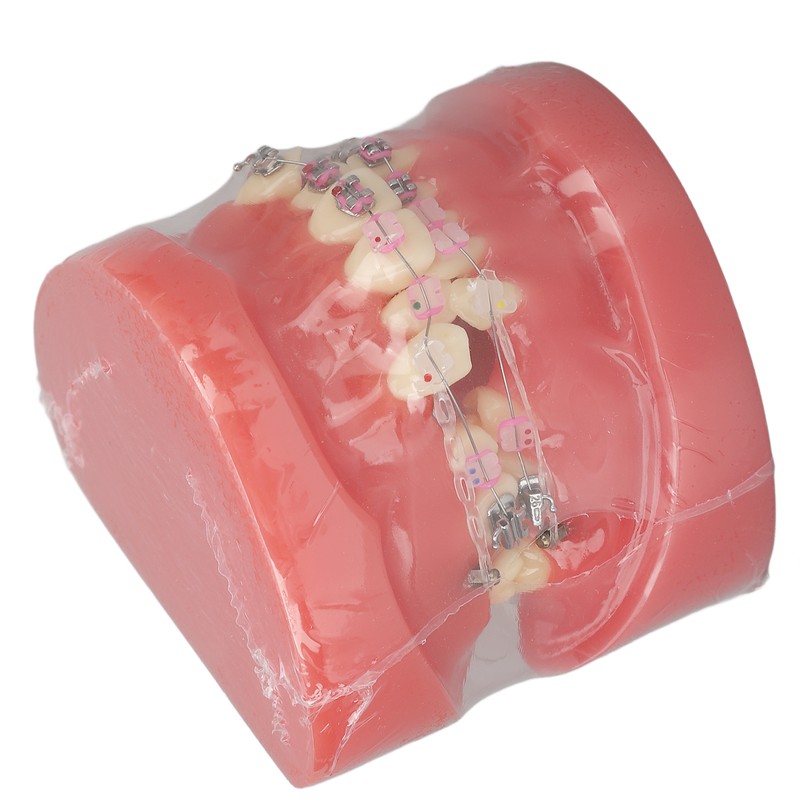 Demonstration Orthodontics Dental Model Disassembled Resin Teeth Model for Teaching
