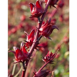 Avon Fresh Organic Hibiscus Seeds/Roselle/