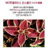 Body Fat Coleus Forskohlii Diet 28-day supply / 바디팻 콜레우스