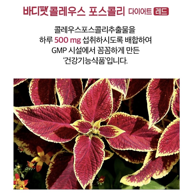 Body Fat Coleus Forskohlii Diet 28-day supply / 바디팻 콜레우스