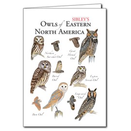 Earth Sky + Water - Sibley�s Owls of Eastern North America - 5_ X 7_ Greeting Cards
