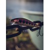 Countdown Elite 55 Gilded Rainbow Trout