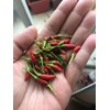 Bird's Eye Chili Pepper 25+ Seeds (Very Hot) Siling Labuyo