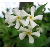 Classy Groundcovers, Asiatic/Dwarf Asian/Minima/Japanese/Yellow Star Jasmine (50 Bare Root Plants)