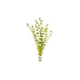SubstrateSource Live Aquarium Stem Plants - Freshwater Aquatic Plant for Fish Tanks, Aquascaping - (Rotala Indica, 4 Bunches)