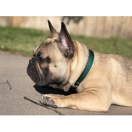 Country Brook Petz Martingale Dog Collar - Heavy-Duty Training Collar with No Buckle - Service Dog Collar for All Pups - Vibrant, Colorful Collection (Green, 1 Inch, Large)