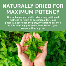 HANDPICK, Peppermint Tea Bags (100 Count) Non-GMO, 100% Pure Peppermint Herbal Tea Bags - Minty, Fresh & Cool flavor | Premium Round Eco-conscious Tea Bags