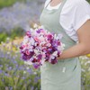 Eden Brothers Sweet Pea Seeds - Spencer Mix