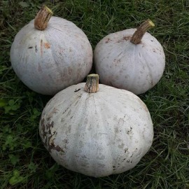 Southeast Seeds Sweet Meat Winter Squash Seeds, NON-GMO, Pumpkin Pie, FREE SHIPPING - 20 Seeds or 1/4 OZ
