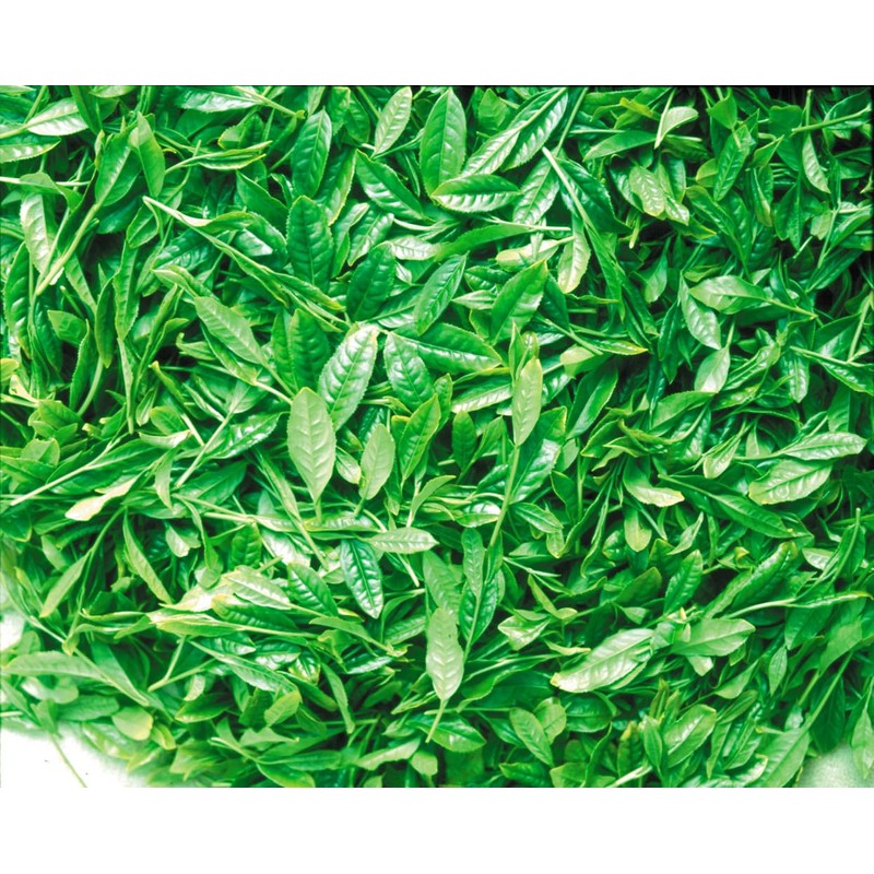 Rokuguru Farm JGAP Miyazaki Fukushi Sencha 3.5 oz (100 g)