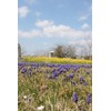 Narcissus x jonquilla 'Jonquil' / 10 Healthy Fresh Daffodil Bulbs