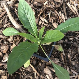 Evening Primrose Plant (Oenothera biennis) in 2.5-inch Pot - Sun Cups Sun Drops - Herb Plant - Native - Pollinator Plant