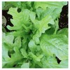 Oakleaf Lettuce Seeds - Fall Crop and Cool Season Planting