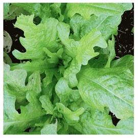 Oakleaf Lettuce Seeds - Fall Crop and Cool Season Planting