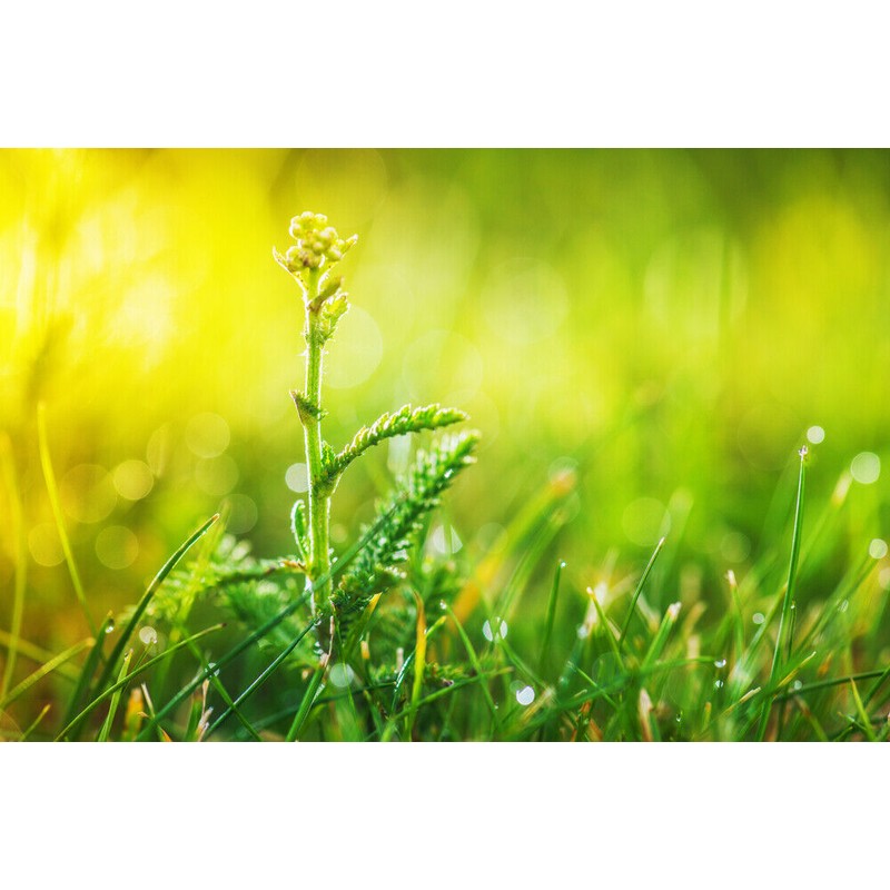 Pure Herbs: Yarrow - 4 oz.
