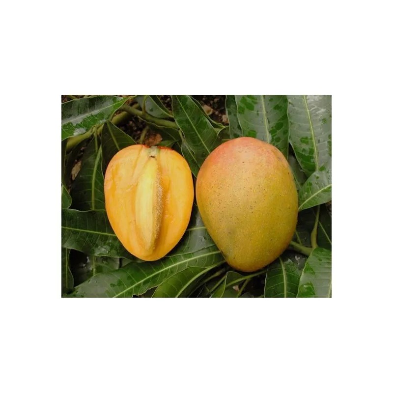 Tree GLENN MANGO TREE GRAFTED (3 Feet Tall).