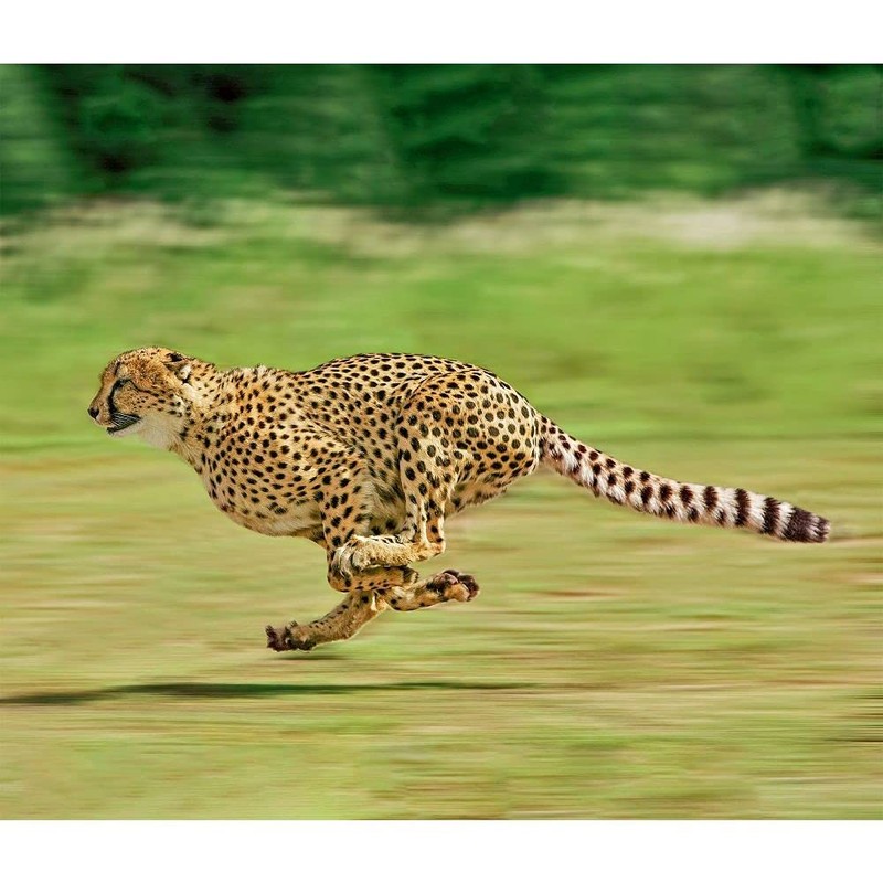 Wild Cats WWF 2022 Wall Calendar